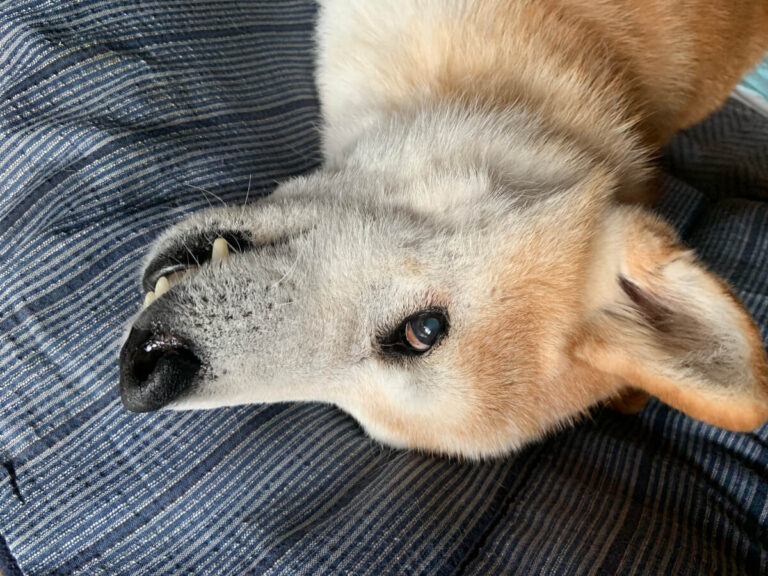 老犬にも更年期障害はありますか？