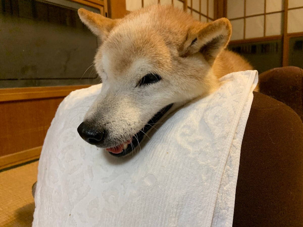 老犬介護：フードが鼻に詰まった時の対処法