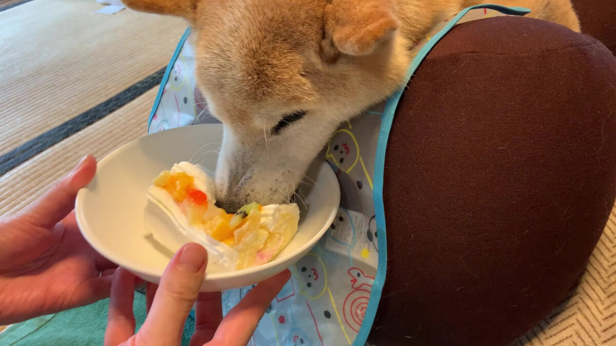 犬用ケーキに食いつくコタロウ