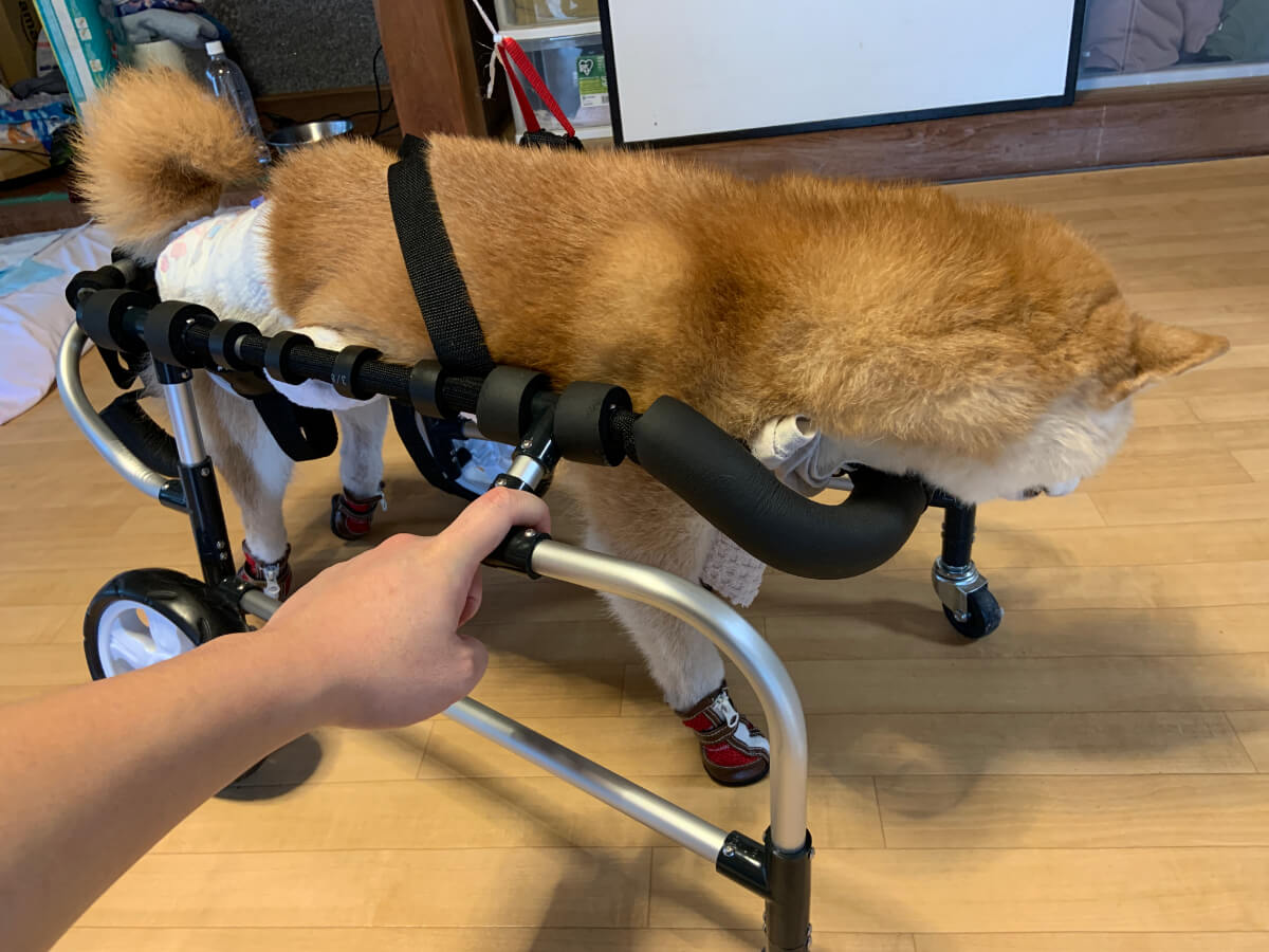 老犬介護：立てない老犬のために車椅子（歩行器）をオーダーメイドで作った