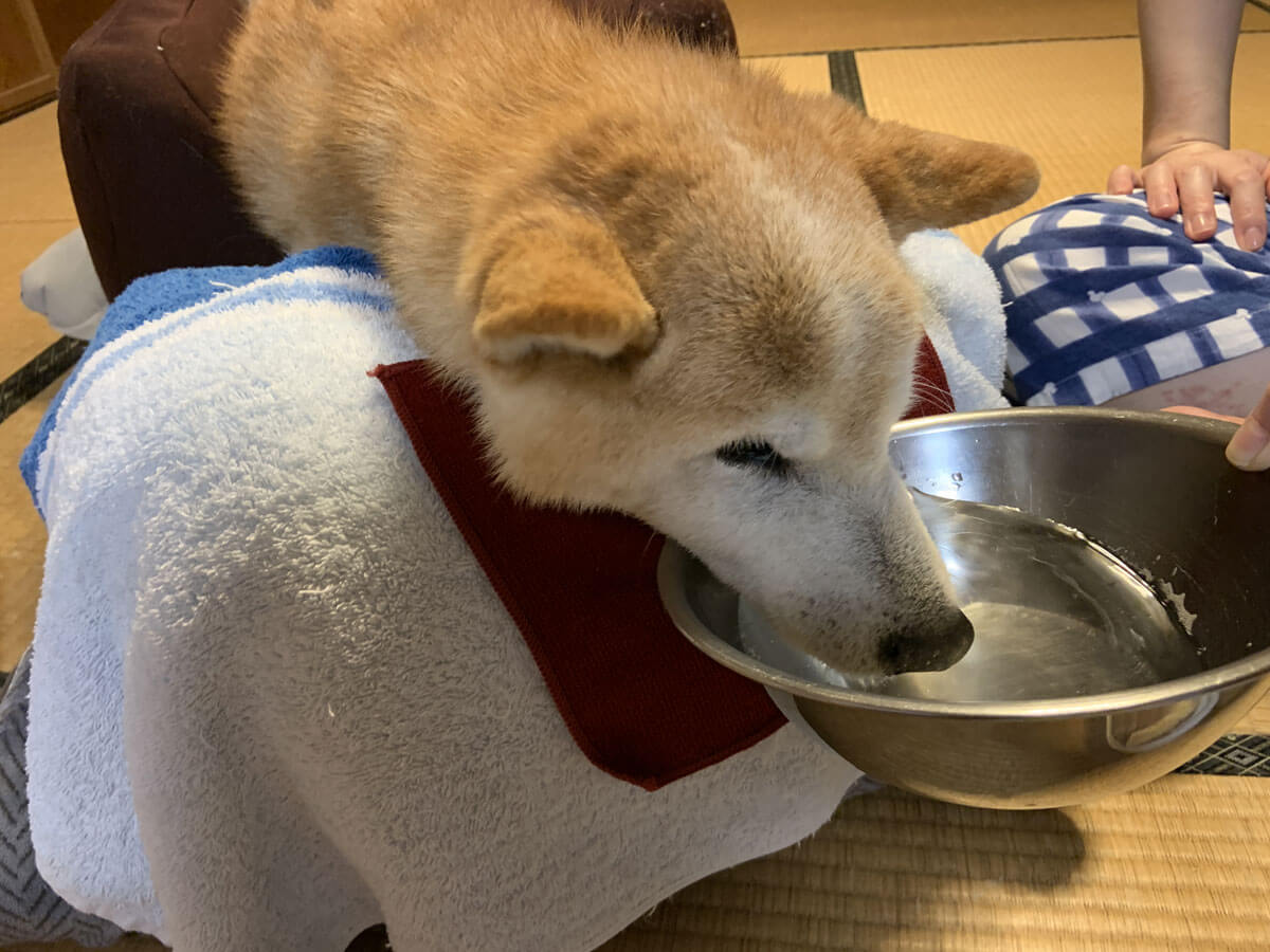 老犬介護：水を飲むときもタオルがあれば安心