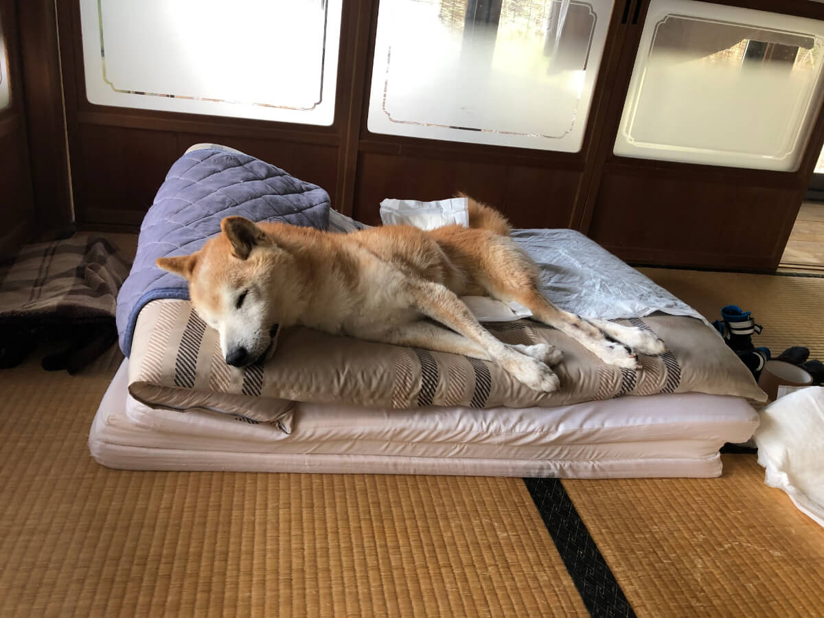 寝たきり老犬のベッドは長座布団がおすすめ