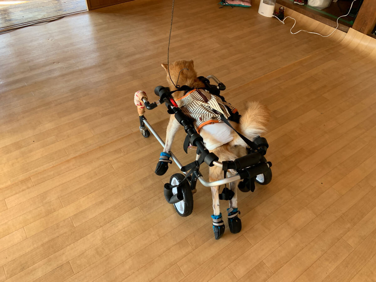老犬介護：家の中でも車椅子でぐるぐる歩き回れるグル活システム