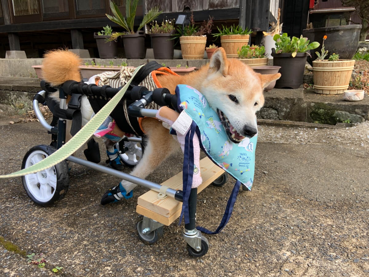 犬用車椅子はクッションを使ってカスタマイズした