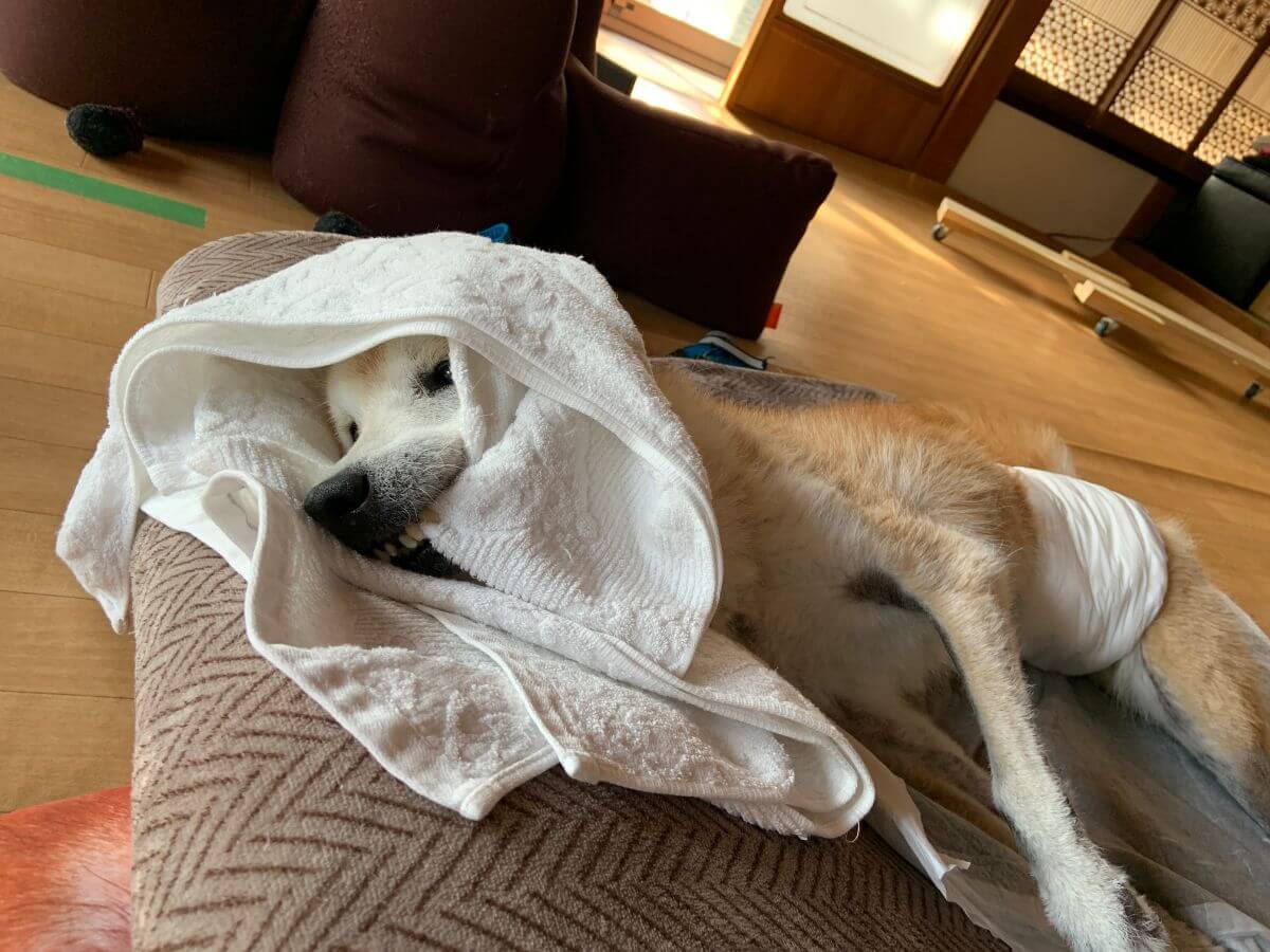 老犬介護：タオルを噛んでくるまったコタロウ