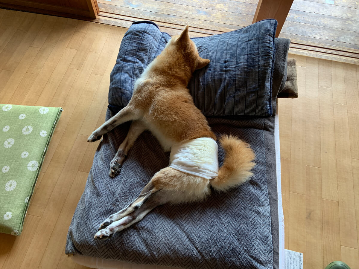 老犬介護のベッド：長座布団の端を折れば枕のようにして使える