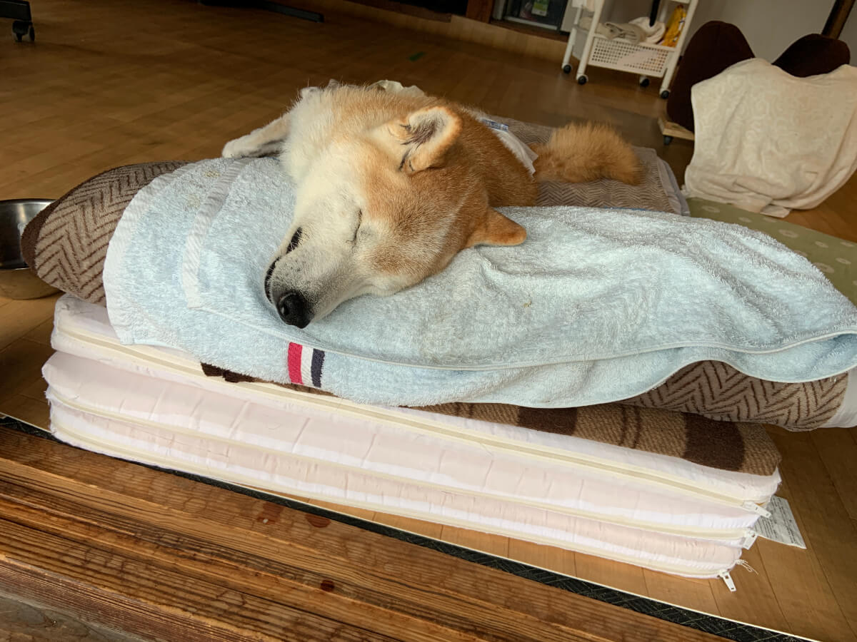老犬介護のベッド：タオルを敷いてヨダレ対策