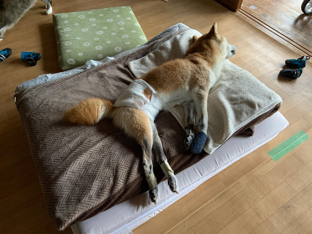 老犬介護のベッド：外を眺めるコタロウ