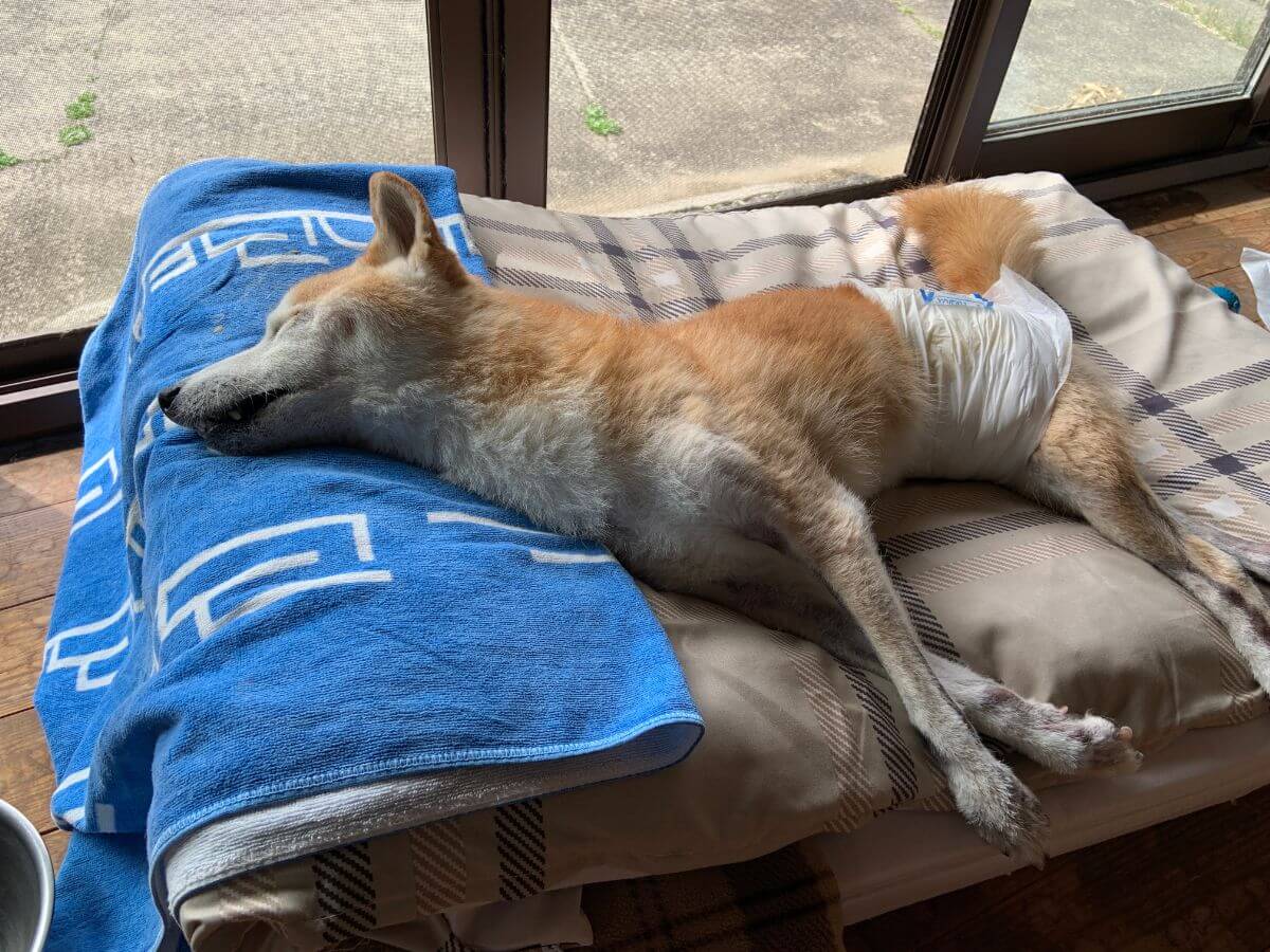 老犬介護：バスタオルは4つ折りにして枕代わりに