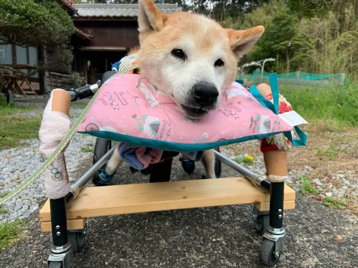 老犬介護：車椅子のカスタマイズにタオルを使う