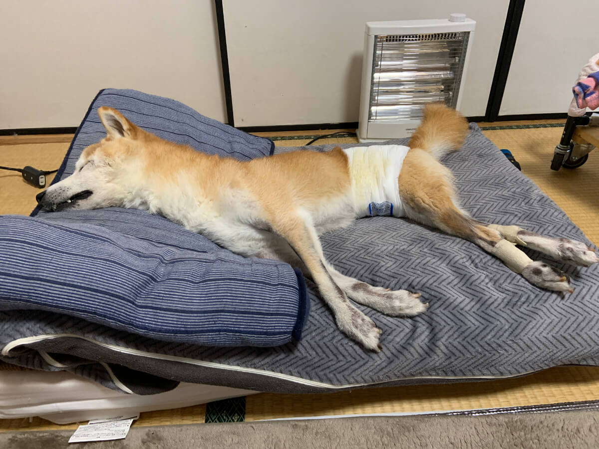 老犬介護のベッド：冬用の長座布団