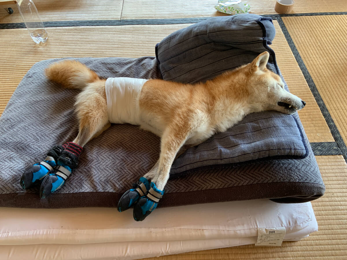 老犬介護のベッド：起きてしまうから靴が脱がせない