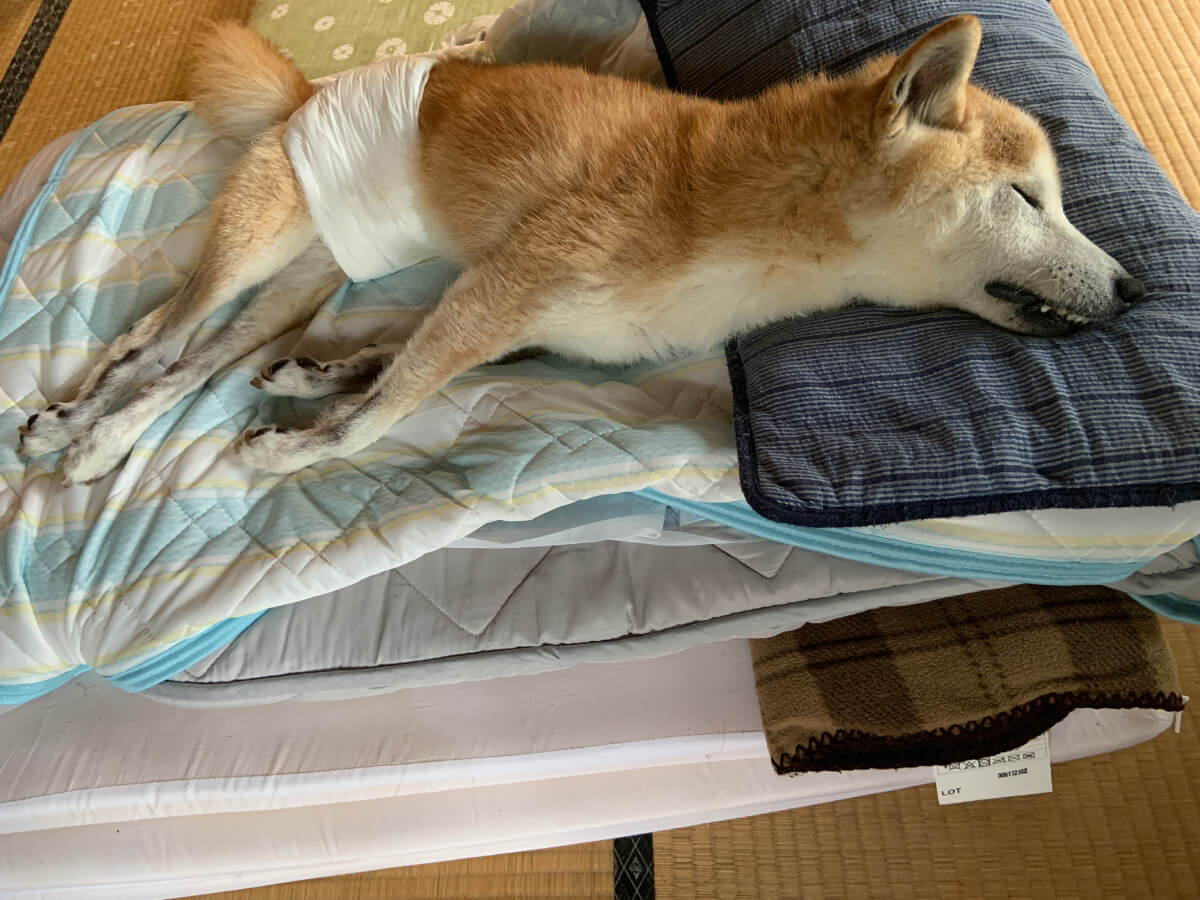 老犬介護のベッド：冷感カバーは最初ひんやりだけどすぐに熱くなった