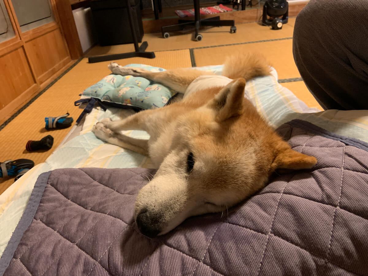 老犬の足の間に挟む抱き枕としてクッションを使用