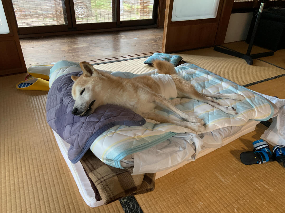 老犬介護のベッド：枕カバーも冷感にしてみたり