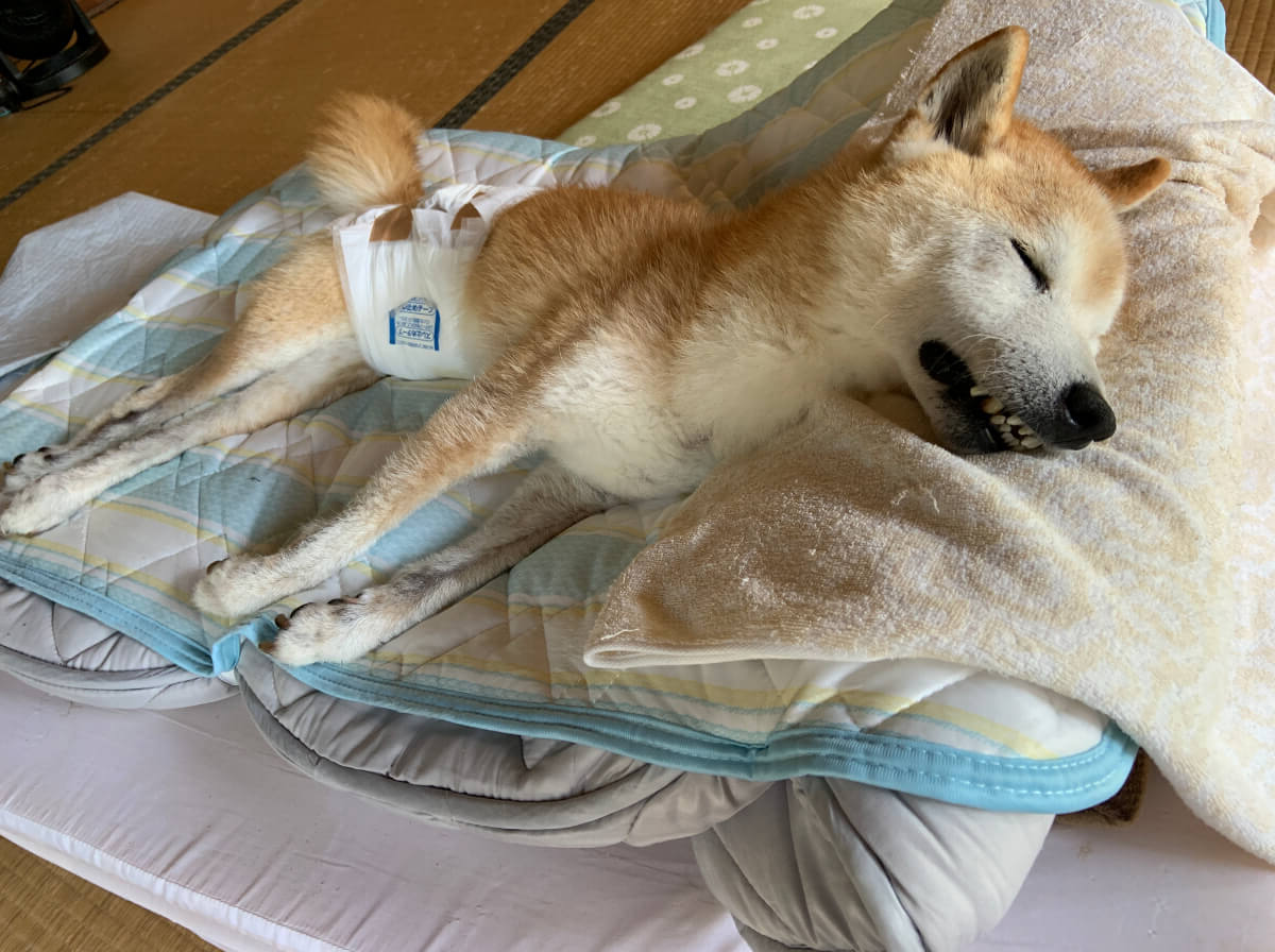 老犬介護のベッド：眠っている時は本当に幸せそうだった