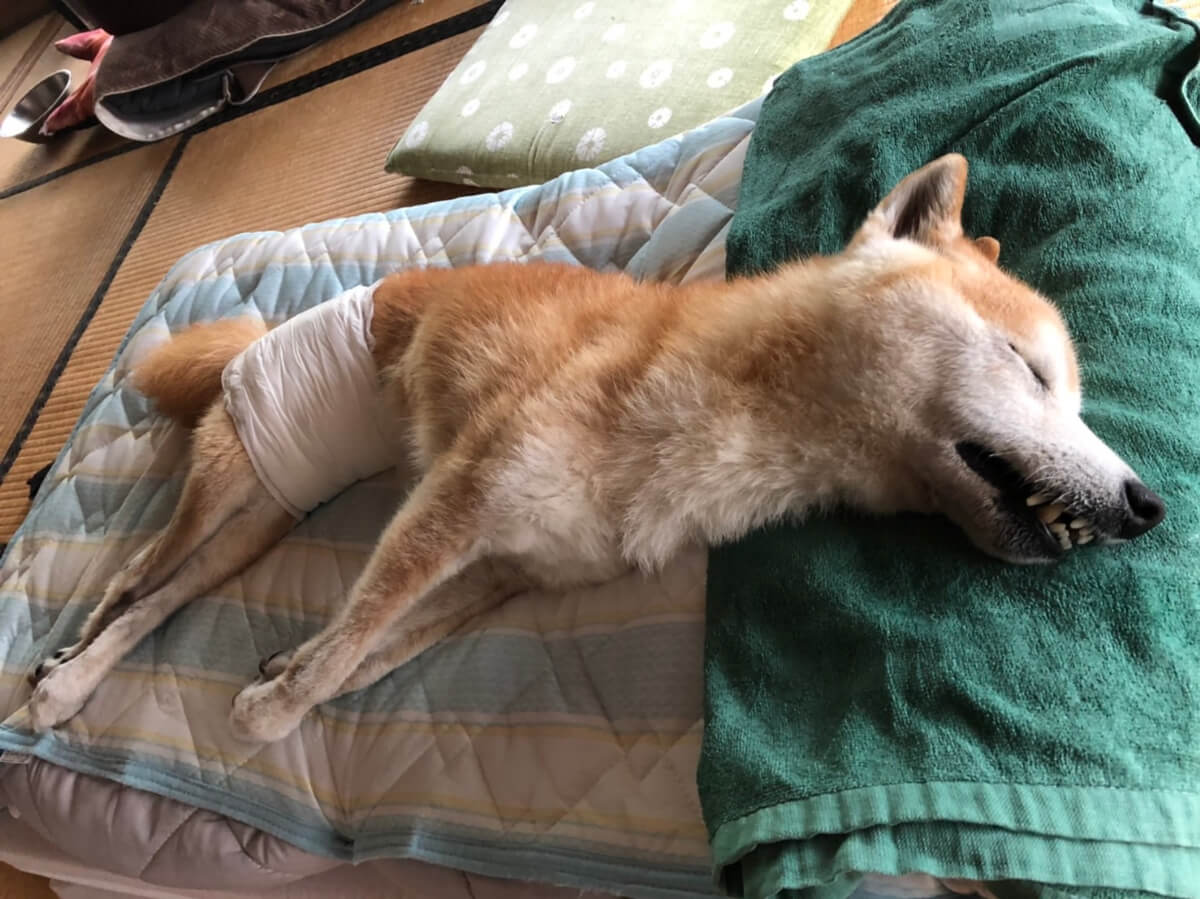 老犬介護のベッド：貴重な睡眠時間、起こさないようにしてた