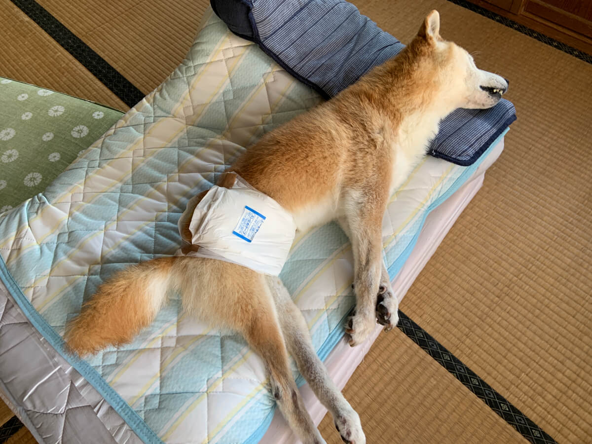 老犬介護のベッド：夏用の長座布団