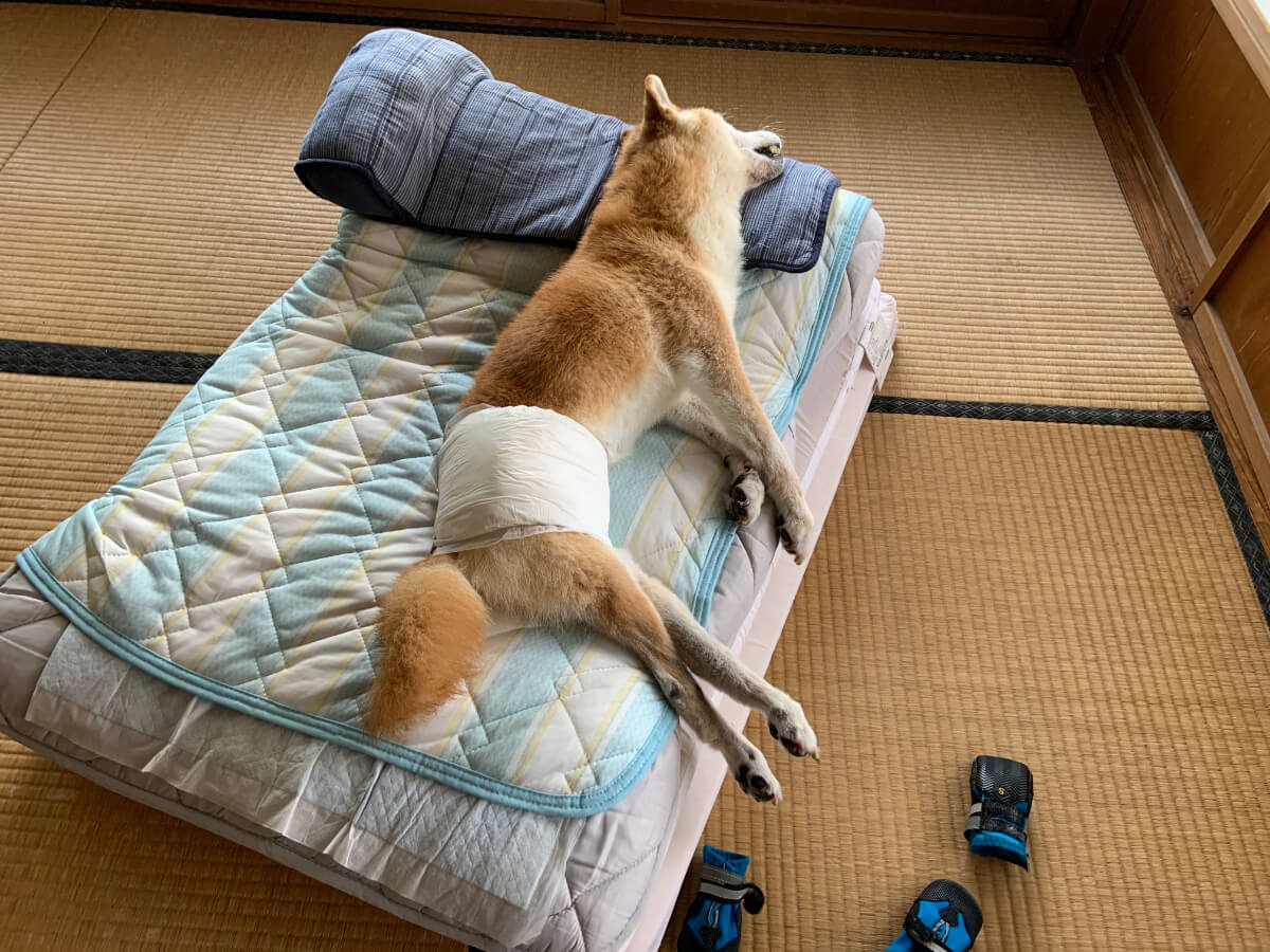 老犬介護のベッド：足をダランとしたら落ち着いてたかも