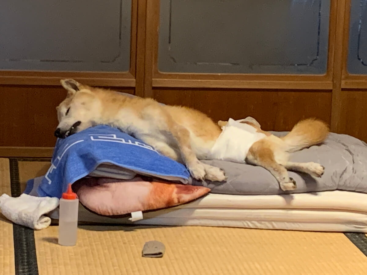 老犬介護のベッドは頭を少しだけ高くしていた