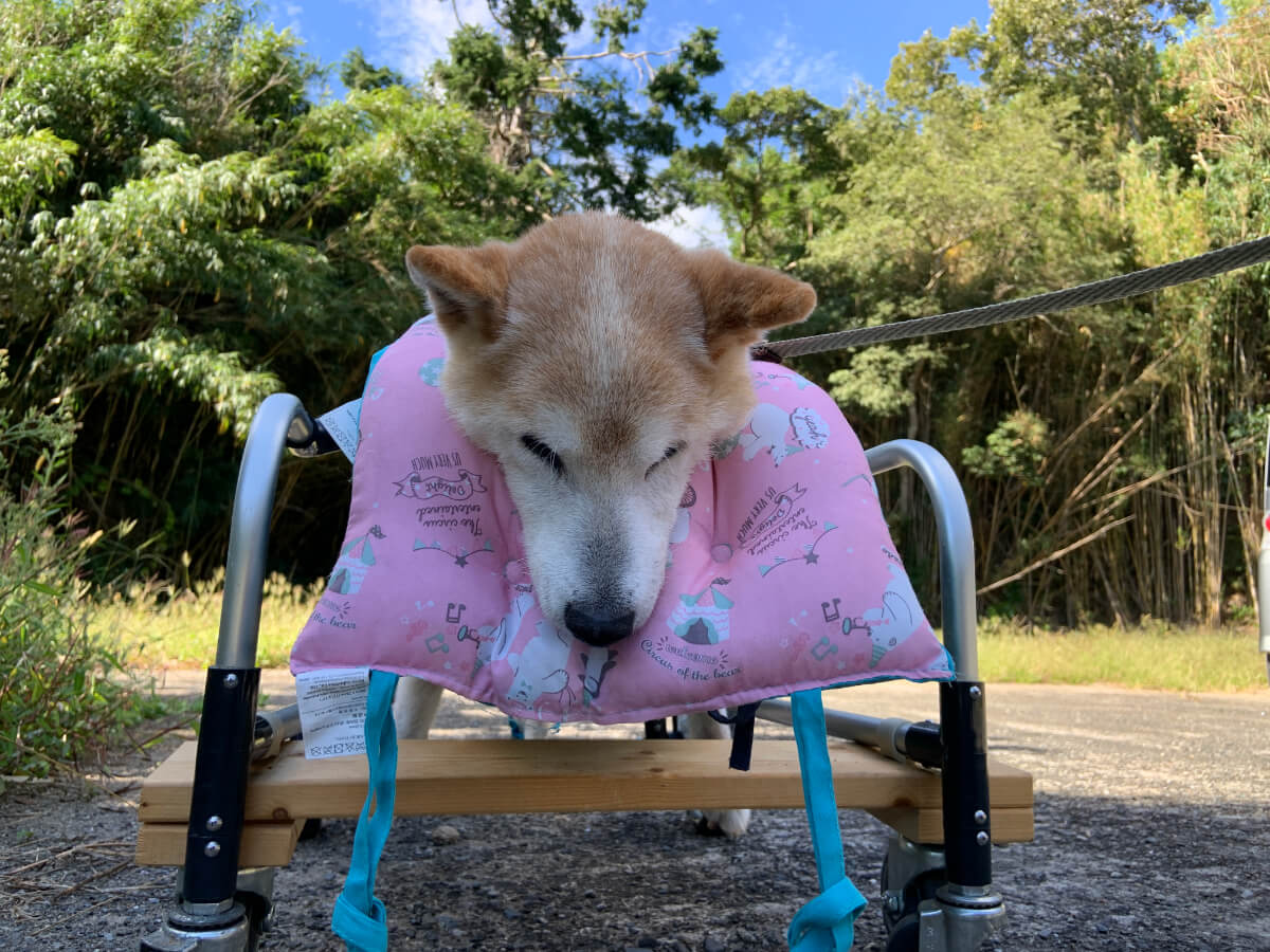 犬用車椅子の固いフレームはクッションを使って痛くないようにした