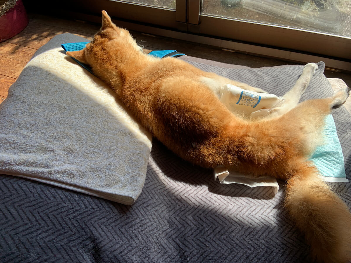 老犬介護のベッド：そのまま移動して縁側で日向ぼっこ