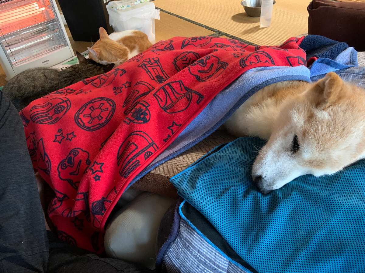 老犬介護：寝たきり老犬介護の冬場の寒さ対策